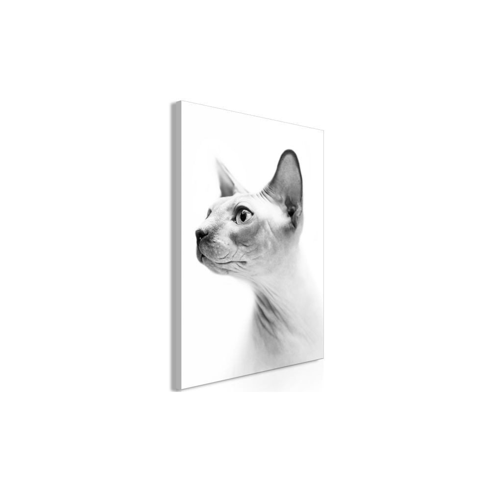 Tableau Hairless Cat 1 Pièce Vertical  | cosy-home-design.fr