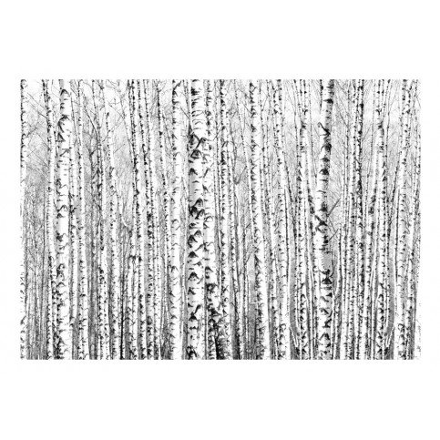 Papier peint - Birch forest 