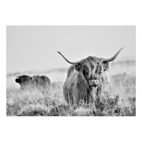 Papier peint - Highland Cattle 